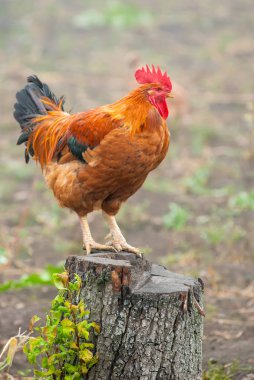 kırsal kesimde bir güdük üzerinde kırmızı horoz