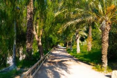 Elche 'nin nehir kenarına park et. Palmiye ağaçlarıyla çevrili.
