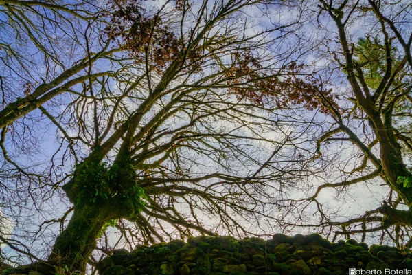 Camino Santiago Forest Camino — Zdjęcie stockowe