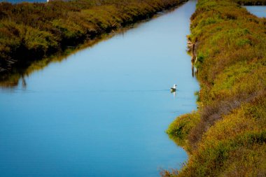 Ördekler flamingolar ve Santa Pola Doğal Parkı 'ndaki diğer kuşlar.