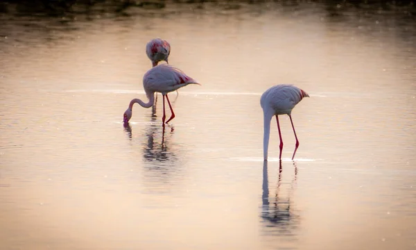 Papa Flamingos Altri Uccelli Nel Parco Naturale Santa Pola — Foto Stock