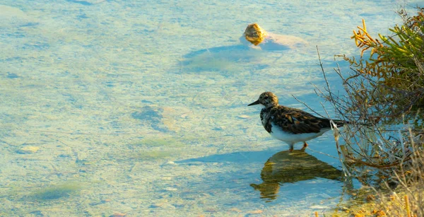 Ducker Flamingos Och Andra Birker Santa Polas Naturliga Park — Stockfoto