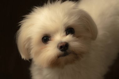 Coco benim tatlı ve beyaz Malta bichonum kameraya bakıyor.