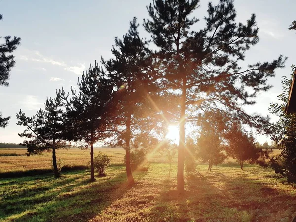 Ağaçların üzerinde güzel bir gün batımı