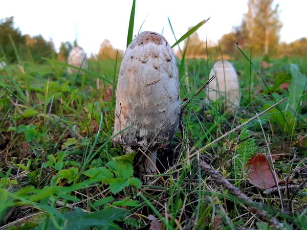 Parkta mantar yetişiyor. 