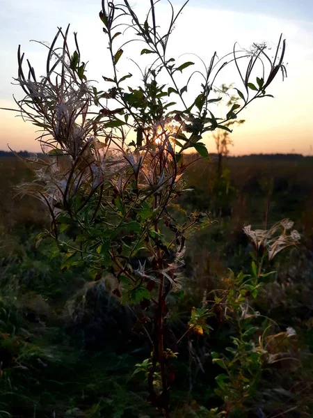 Çayırın üzerinde güzel bir gün batımı