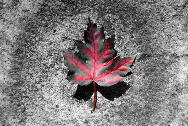 Single Leaf Perfect Symmetry Displayed Fallen Maple Leaf — Stock Photo, Image