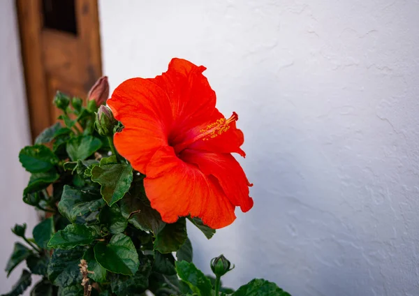 red lily with green stem on white wall