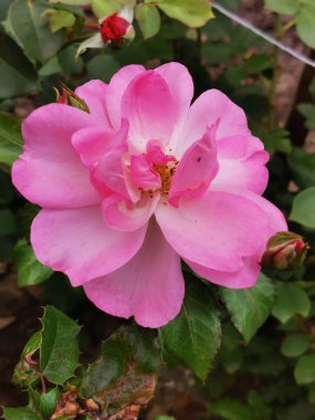 Yeşil izin arka planında pembe bir çiçek