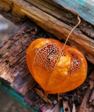 Kalp şeklinde portakal çiçeği eski bir tahtanın üzerinde yatar. Yakın plan..