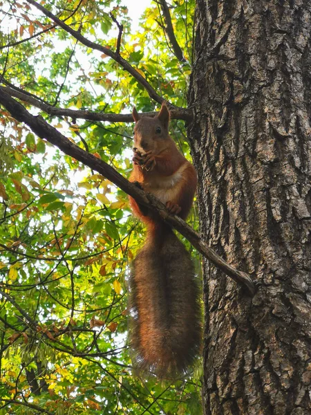 Sciurus vulgaris. Red-haired squirrel sits on a pine tree branch. He holds a nut in his paws, a bushy tail hangs down. Close-up. ..
