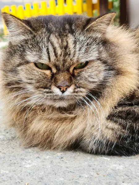 猫的头特写 向前看 眼睛是绿色的 微微合上 耳朵抬起 头发蓬松灰白 有红色条纹 爪子藏在尸体下面 在灰色沥青的背景下 — 图库照片