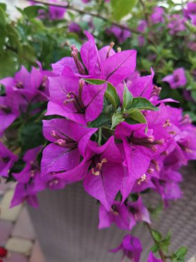 Mor çiçekli bougainvillea, yeşil yapraklı arka planda sarı merkezli cilt bakımı. Yakın plan.