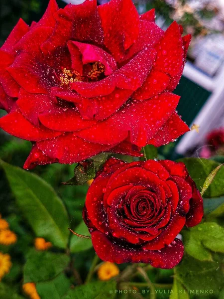 Zdjęciu Dwie Czerwone Róże Kroplami Deszczu Jeden Jest Duży Otwarty — Zdjęcie stockowe