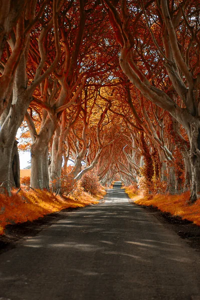 Uma Estrada Atravessa Túnel Das Árvores Dark Hedges Nascer Sol Imagens Royalty-Free