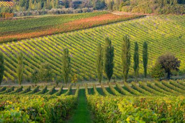 Val d 'Orcia, Toskana, İtalya Toskana üzüm bağlarının panoramik manzarası