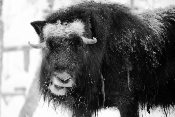 Aurochs Nebo Bizon Bonasus Evropský Bizon Obrovský Hnědý Nor Divoký — Stock fotografie