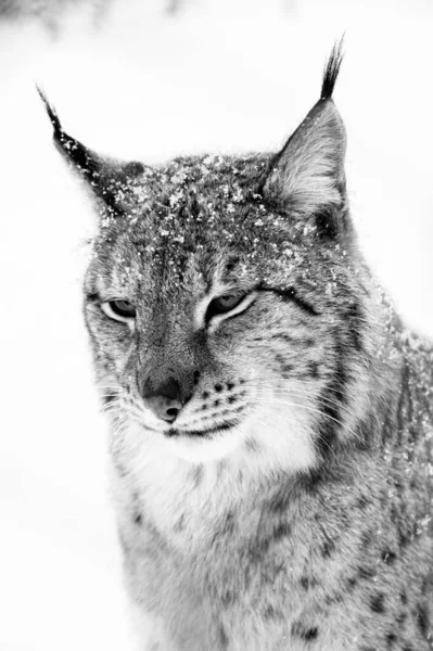 雪や希少な野生の捕食者や絶滅の危機に瀕した冬の自然環境に白い黒いユーラシア野生のリンクをイメージしてください ノルウェー — ストック写真