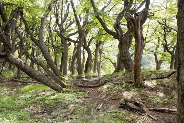 Laguna Los Tresalong Path Leads Tres Monte Fitz Roy Los 图库图片