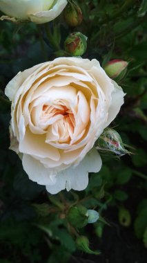 Bulanık bir arkaplanda beklediğim zarif pembe çiçekler..