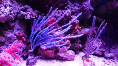 Suyun içinde sallayarak deniz yosunu.