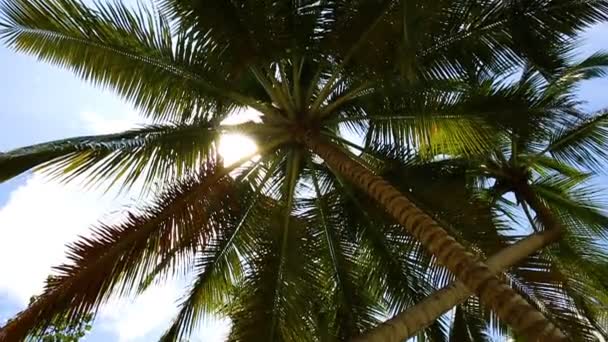 Tropik bir adada hindistan cevizi palmiyeleri. Yukarıdan aşağıya kaydır. — Stok video