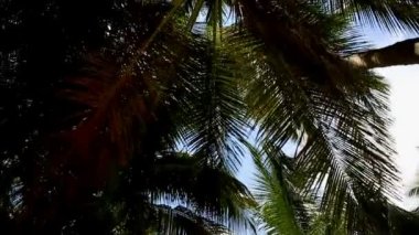 Tropik bir adada hindistan cevizi palmiyeleri. Etrafında kaydır.