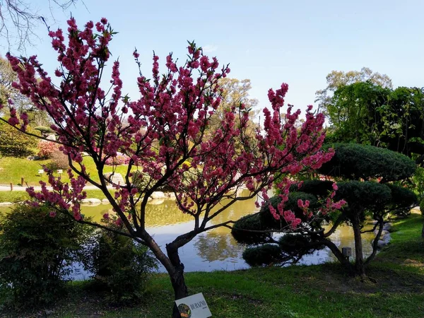 Japanse Botanische Tuinen Buenos Aires Argentinië — Stockfoto