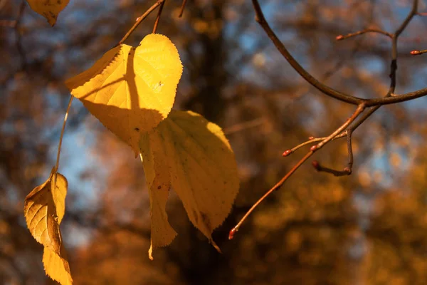 ロンドンのケンジントン公園の黄金の秋 — ストック写真