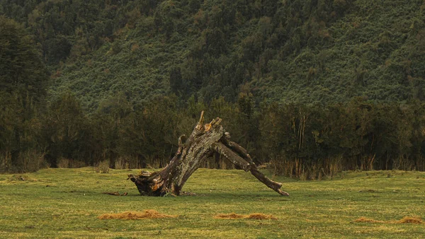 Krajobraz Suche Drzewa Południowej Zimy Chili — Zdjęcie stockowe