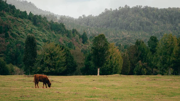 Коровы Уроженцы Южной Чили Выпас Зимний Период Вблизи Родного Леса — стоковое фото