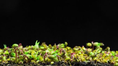 Mung fasulye çimlenme siyah arka plan üzerine. Timelapse.