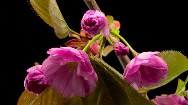 Rosa Blommor Blommar Grenar Sakura Trädet Mörk Bakgrund Timelapse — Stockvideo