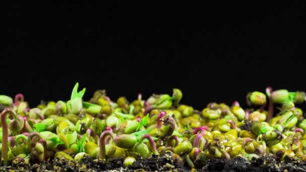 Germinazione Dei Fagioli Mung Sfondo Nero Timelapse — Video Stock