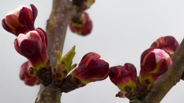 Vita Blommor Blommar Grenar Körsbärsträd Timelapse — Stockvideo