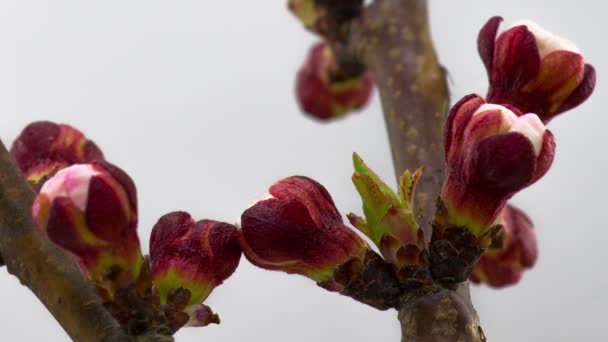 Witte Bloemen Bloeit Takken Kersenboom Timelapse — Stockvideo