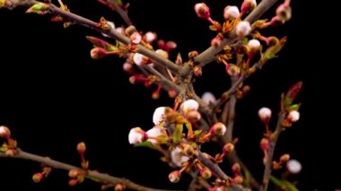 Beyaz Çiçekler Kiraz Ağacı 'nda çiçek açıyor. Karanlık Arkaplan. Zaman Uygulaması.