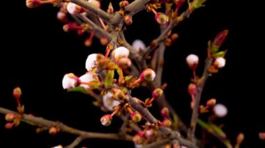 Beyaz Çiçekler Kiraz Ağacı 'nda çiçek açıyor. Karanlık Arkaplan. Zaman Uygulaması.