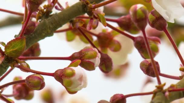 白い花の枝の花桜の木 タイムラプス — ストック動画