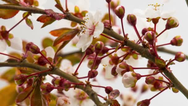White Flowers Blossoms Branches Cherry Tree Timelapse — Stock Video