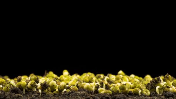 Mung Beans Germination Black Background Timelapse — Stock Video