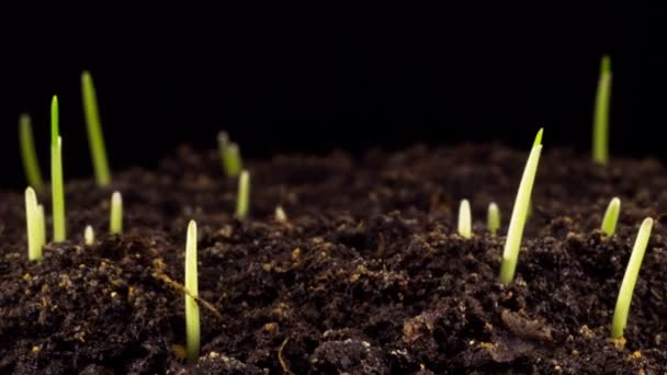 Crescimento Acelerado Nova Grama Verde Fresca Solo Escuro Terra Prazo — Vídeo de Stock