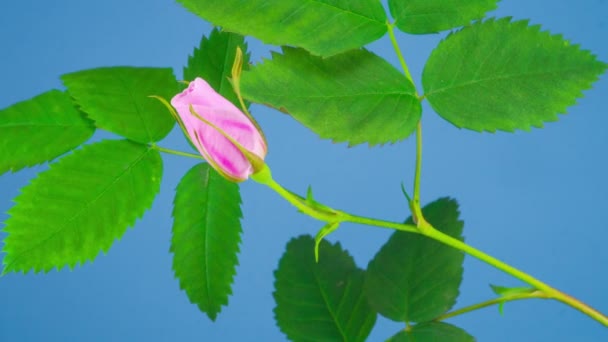 Zeitraffer Der Heckenrose Blume Blüht Auf Blauem Hintergrund — Stockvideo