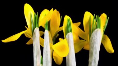 Timelapse siyah arka plan üzerine çiçek açan sarı Çiğdem çiçek.