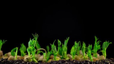 Bezelye fasulye çimlenme siyah arka plan üzerine. Timelapse.