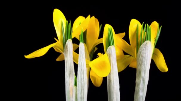 Timelapse Żółty Krokus Kwiat Kwitnący Czarnym Tle — Wideo stockowe