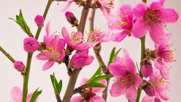 Pink Flowers Blossoms Branches Cherry Tree Timelapse — Stock Video