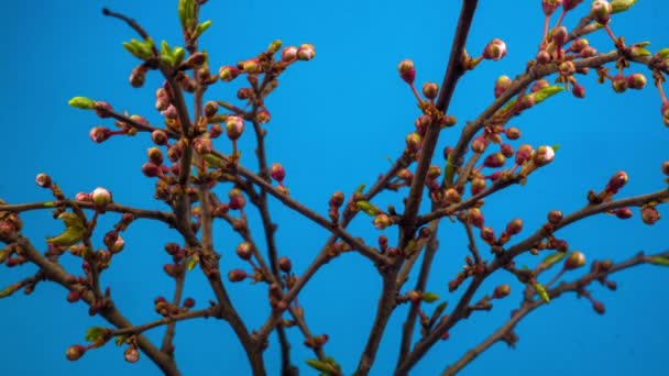 Білі Квіти Квіти Гілки Вишневе Дерево Блакитний Фон Timelapse — стокове відео
