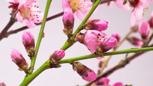 Ροζ Λουλούδια Άνθη Στα Κλαδιά Δέντρου Κερασιών Timelapse — Αρχείο Βίντεο