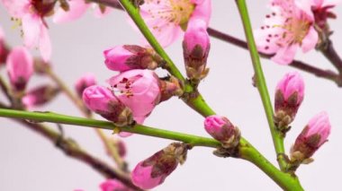 Pembe çiçekler dallar üzerinde çiçekleri kiraz ağacı. Timelapse.